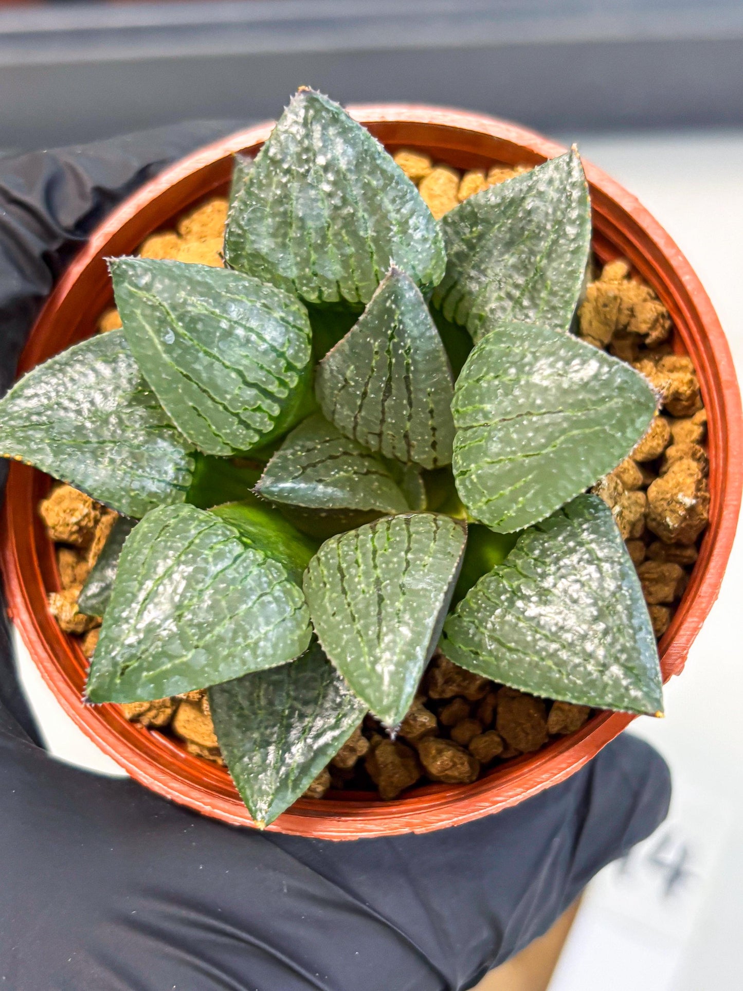 Haworthia Xianggua Dao (wa5) (b14) | Rare Import