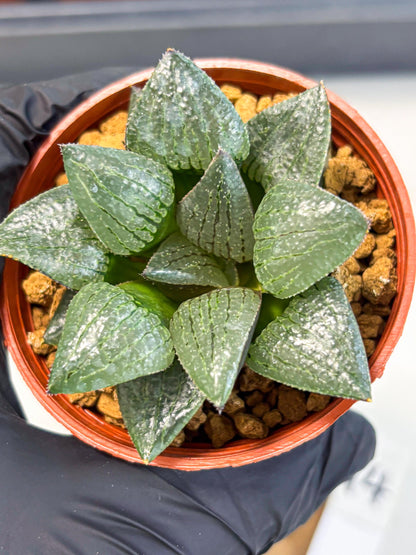 Haworthia Xianggua Dao (wa5) (b14) | Rare Import