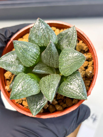 Haworthia Xianggua Dao (wa5) (b14) | Rare Import