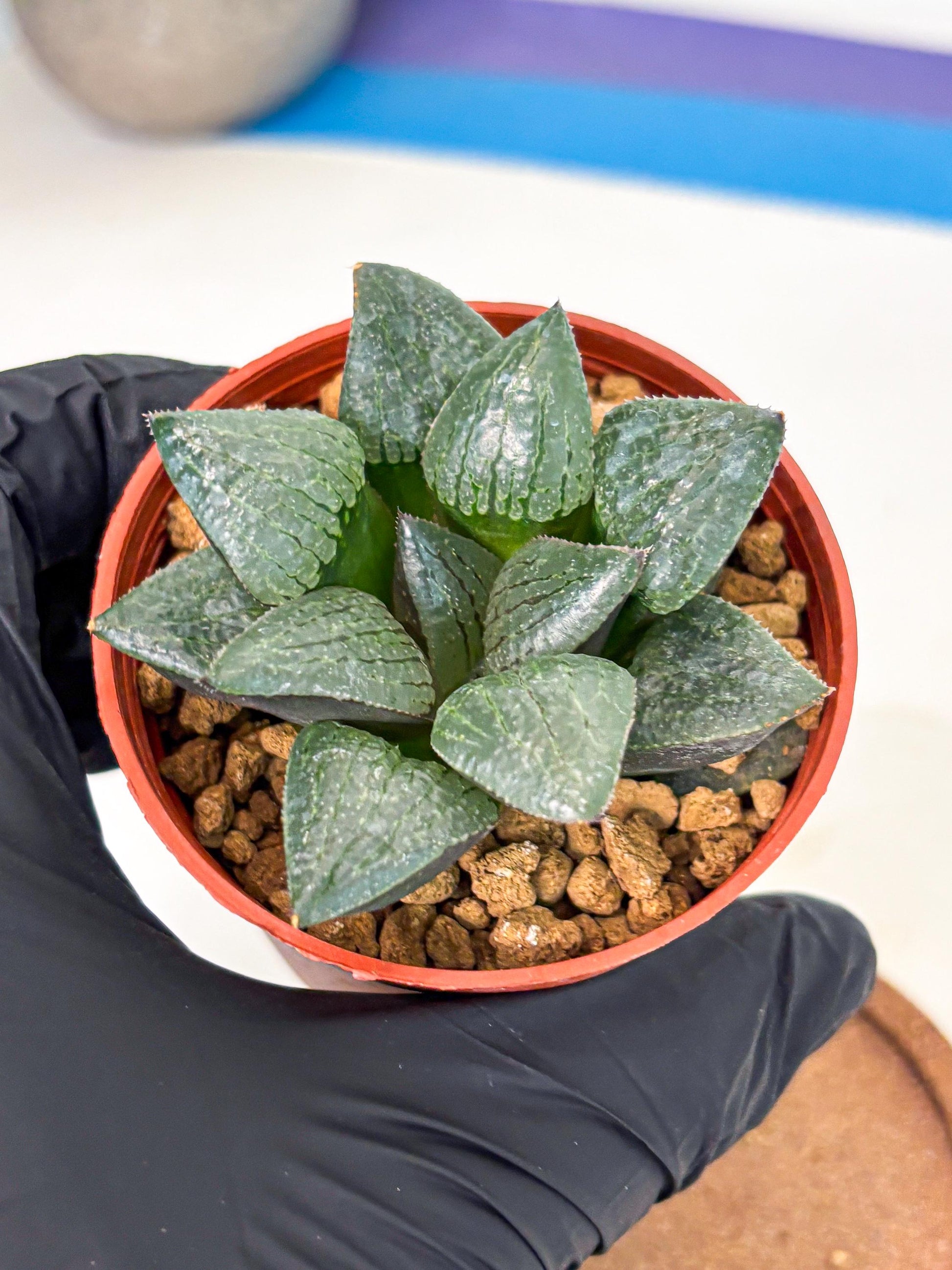 Haworthia Xianggua Dao (wa5) (b14) | Rare Import