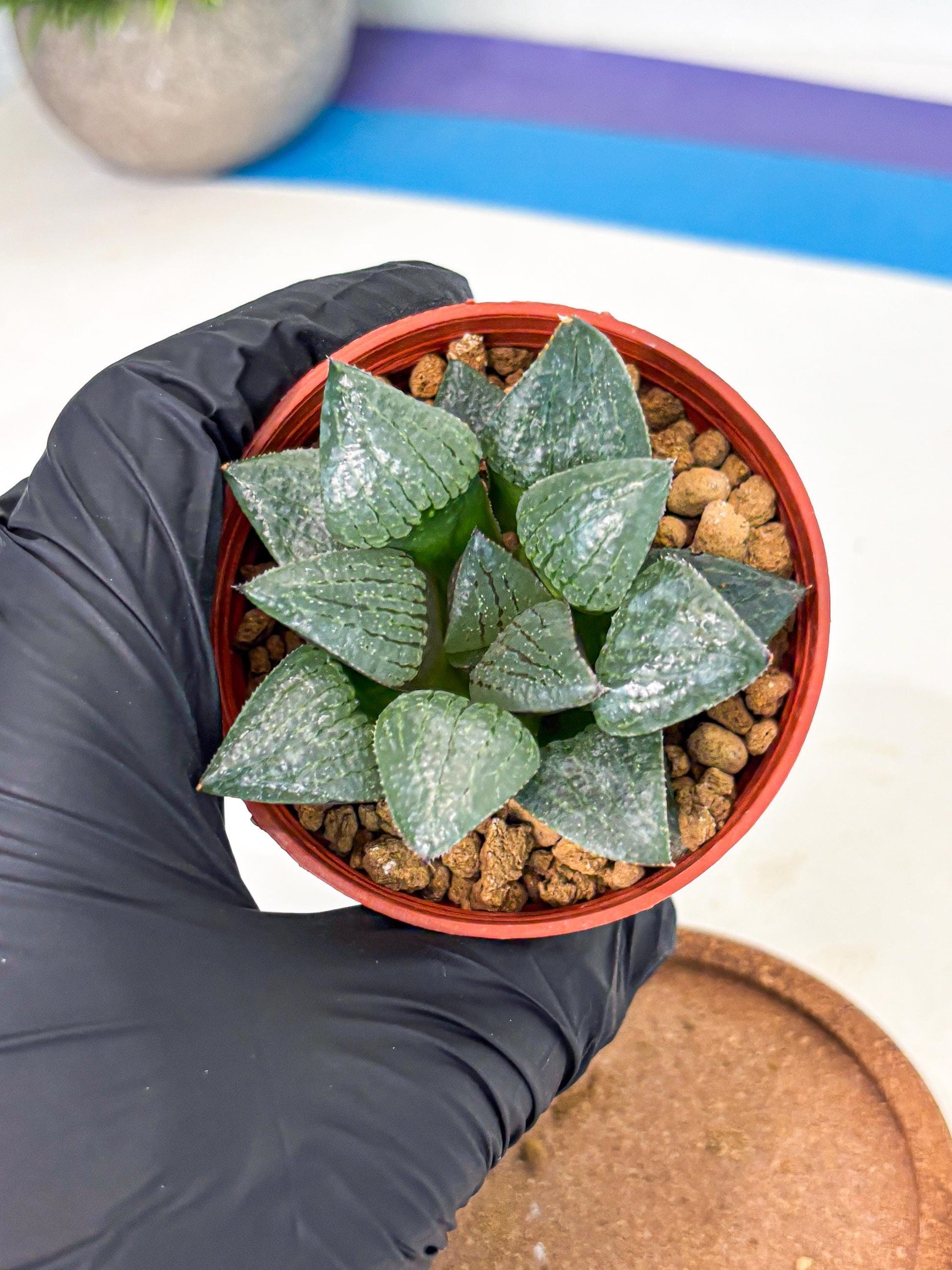 Haworthia Xianggua Dao (wa5) (b14) | Rare Import