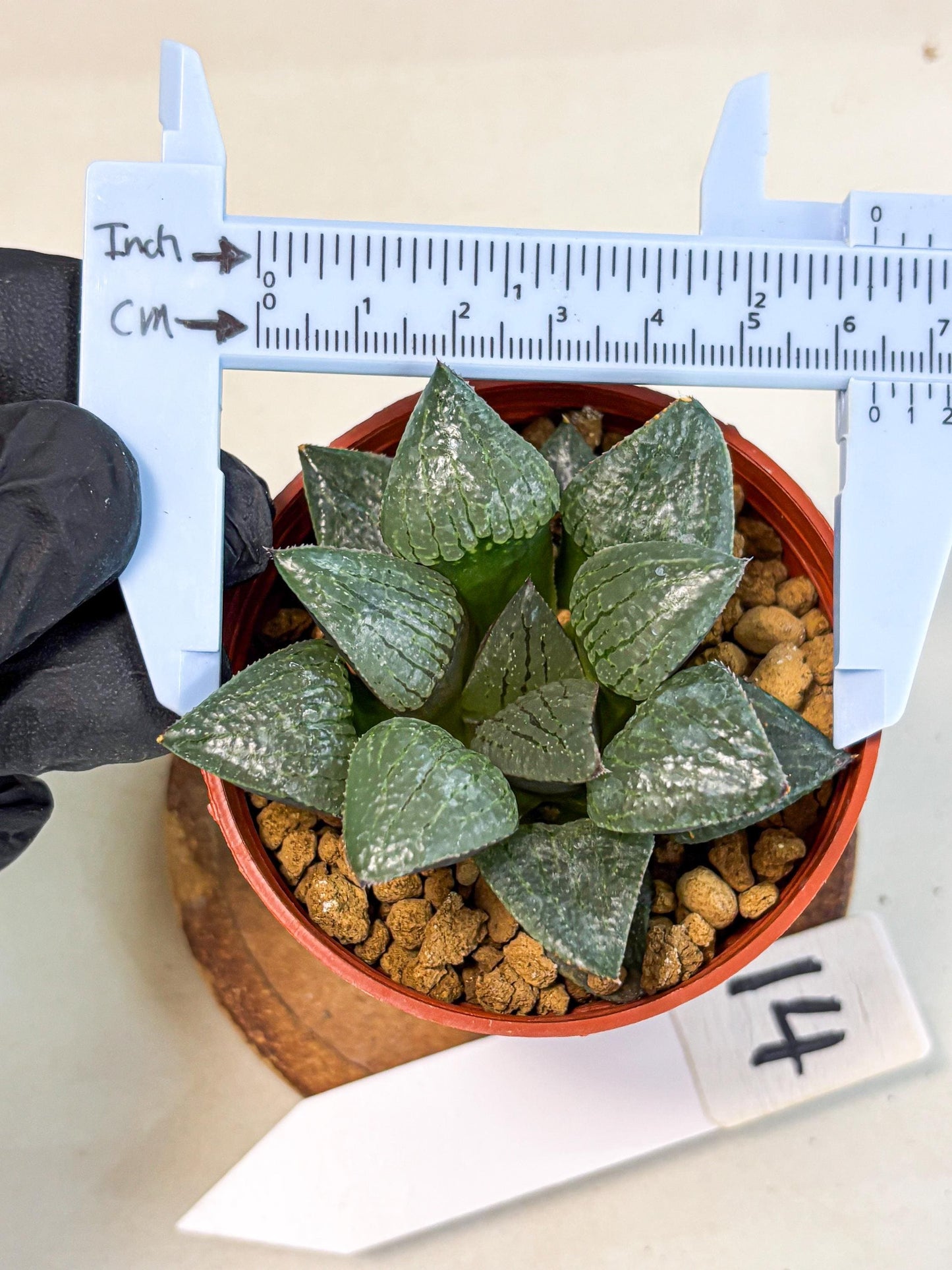 Haworthia Xianggua Dao (wa5) (b14) | Rare Import