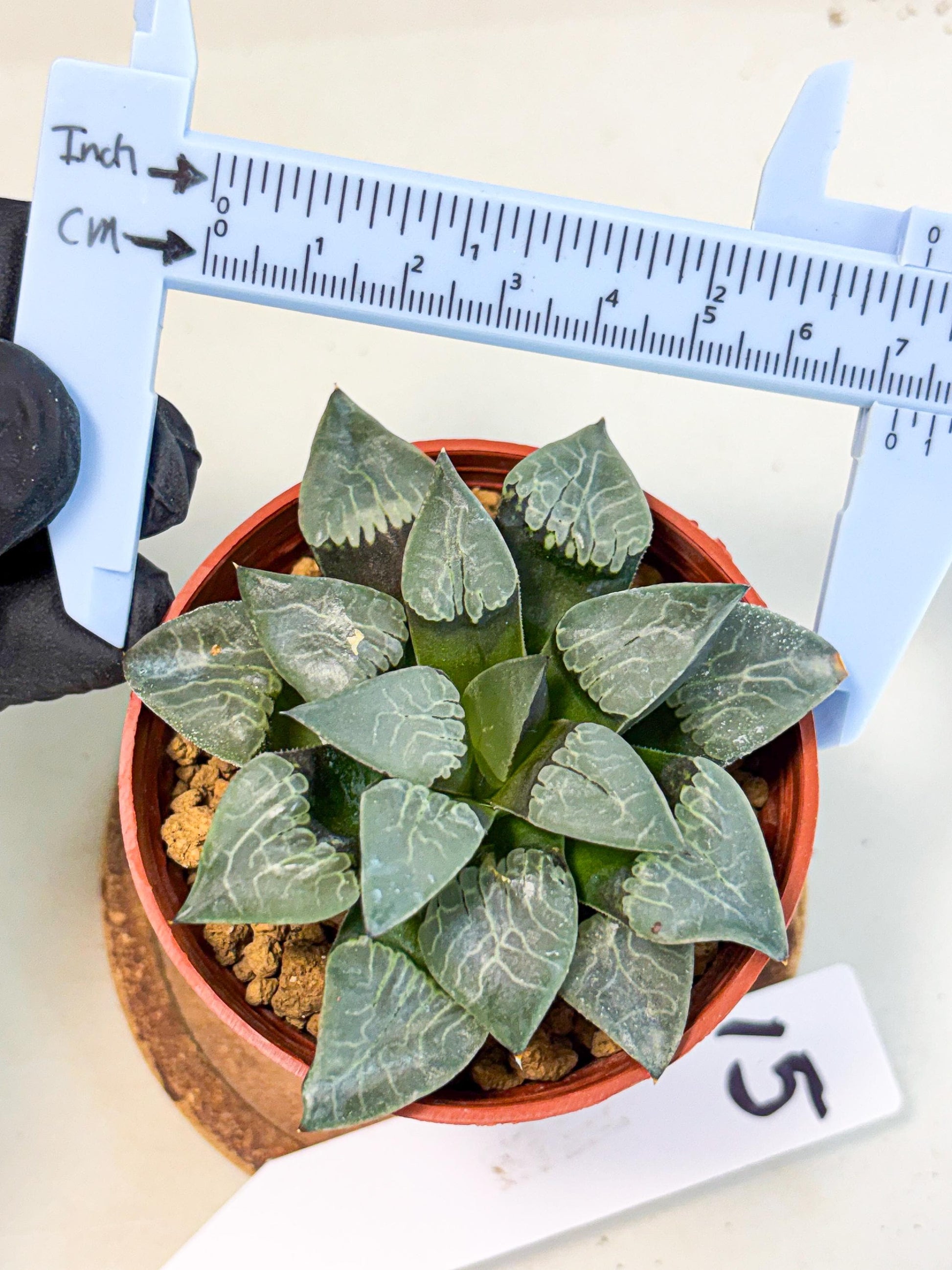 Haworthia Muke (wa5) (b15) | Rare Import