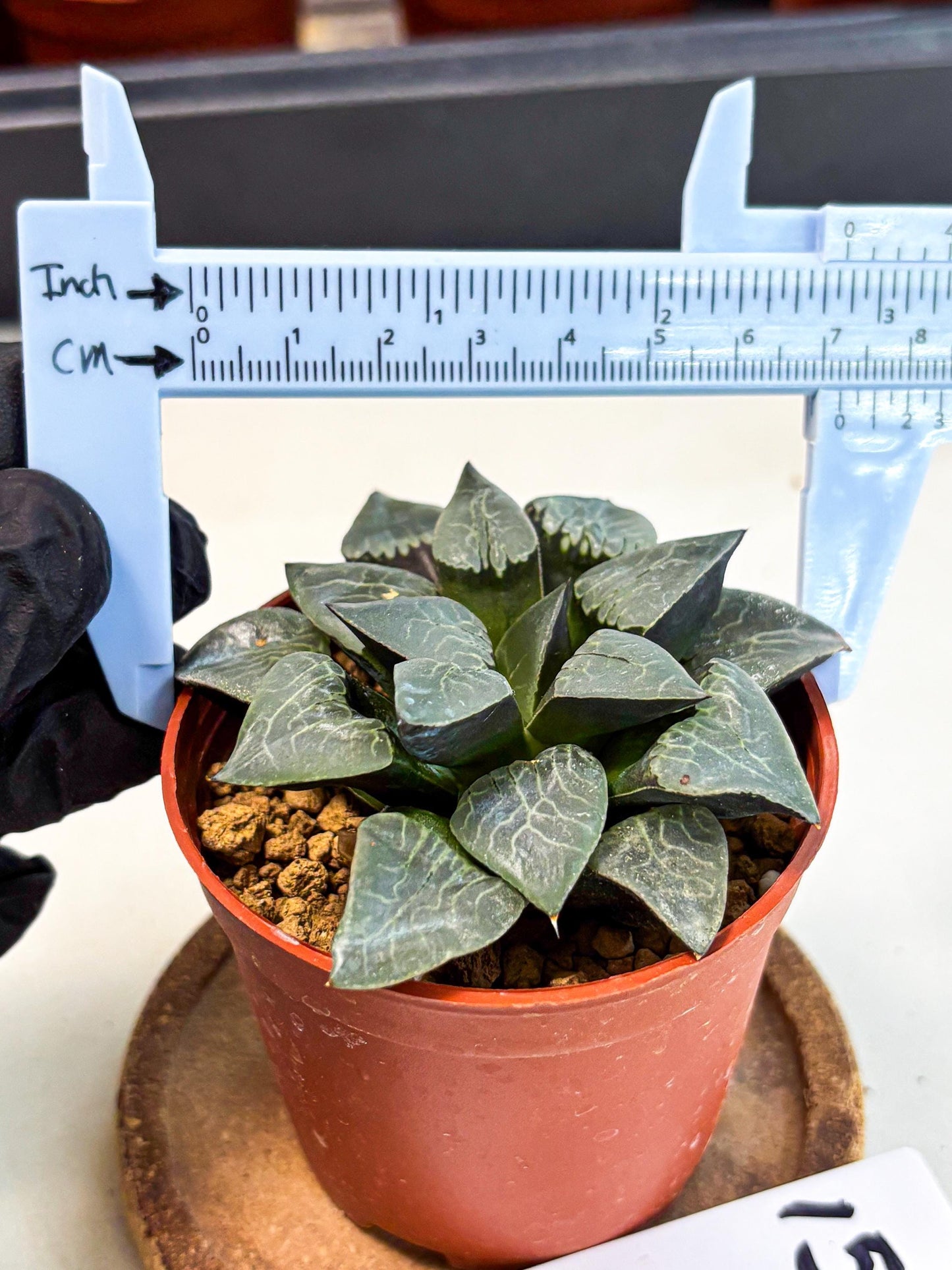 Haworthia Muke (wa5) (b15) | Rare Import