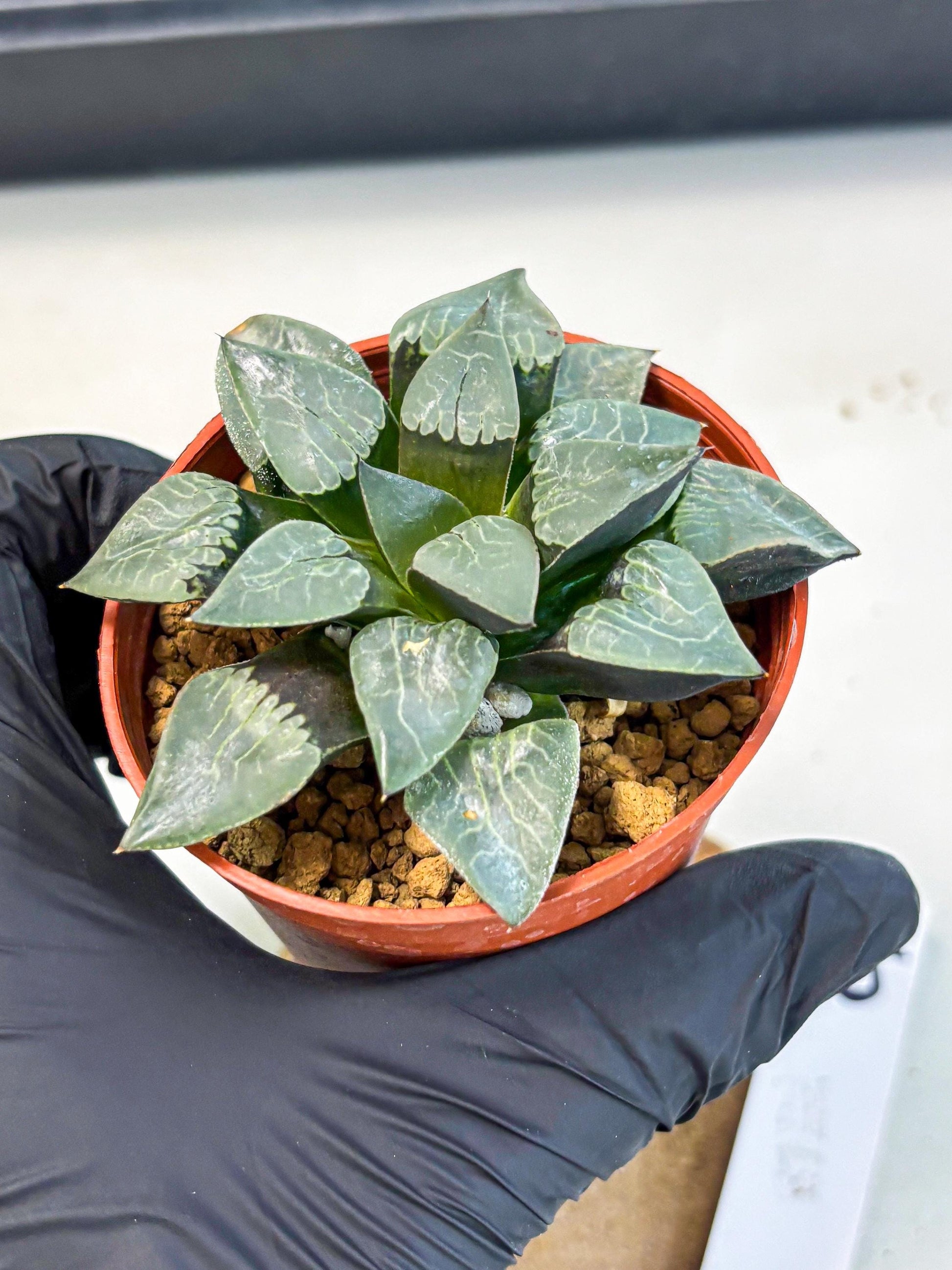 Haworthia Muke (wa5) (b15) | Rare Import