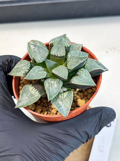 Haworthia Muke (wa5) (b15) | Rare Import