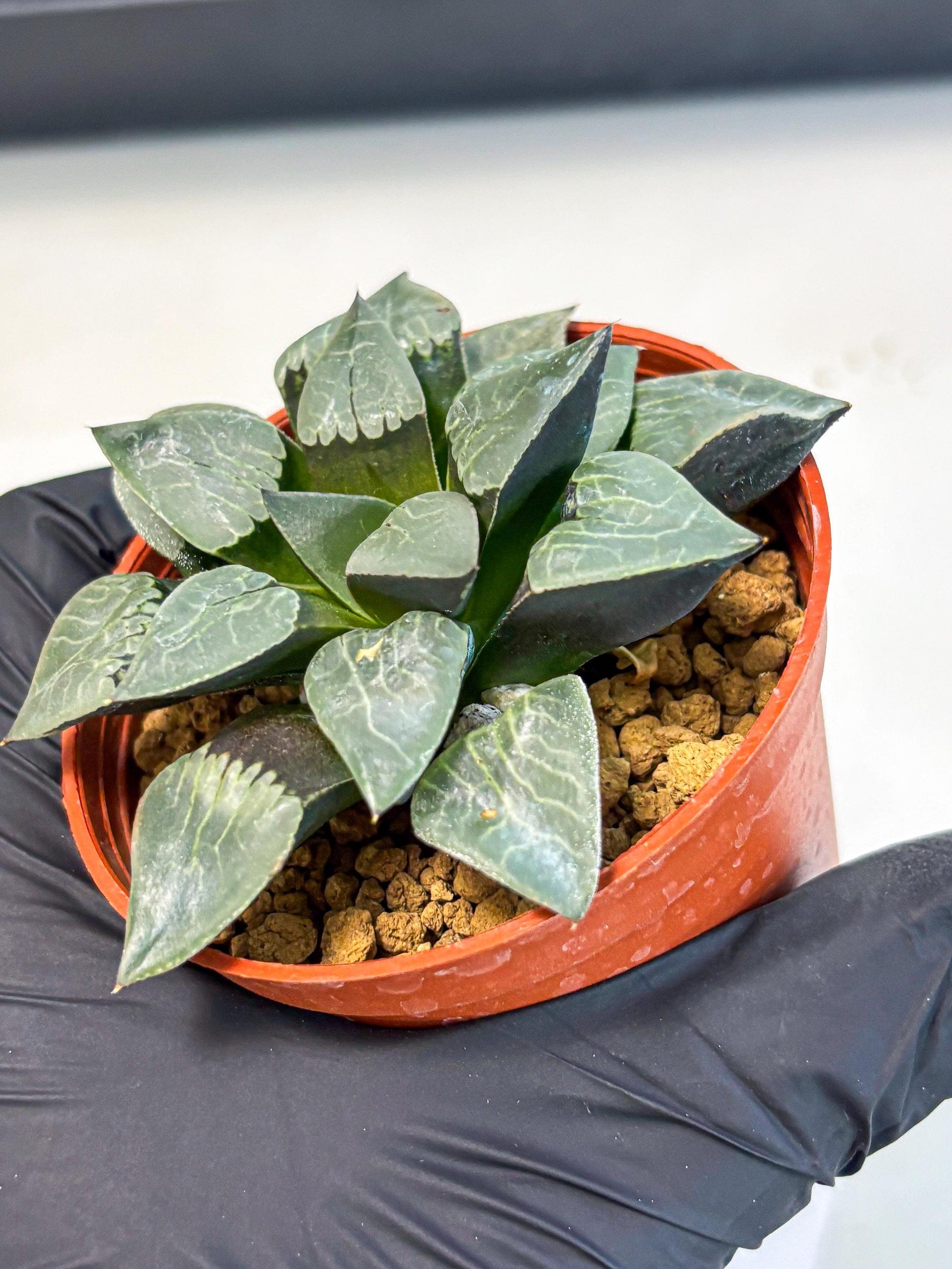 Haworthia Muke (wa5) (b15) | Rare Import