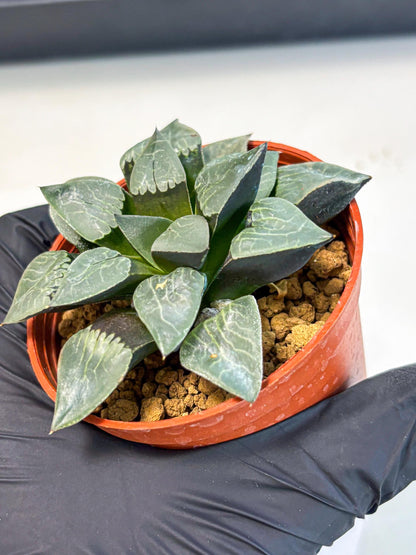 Haworthia Muke (wa5) (b15) | Rare Import
