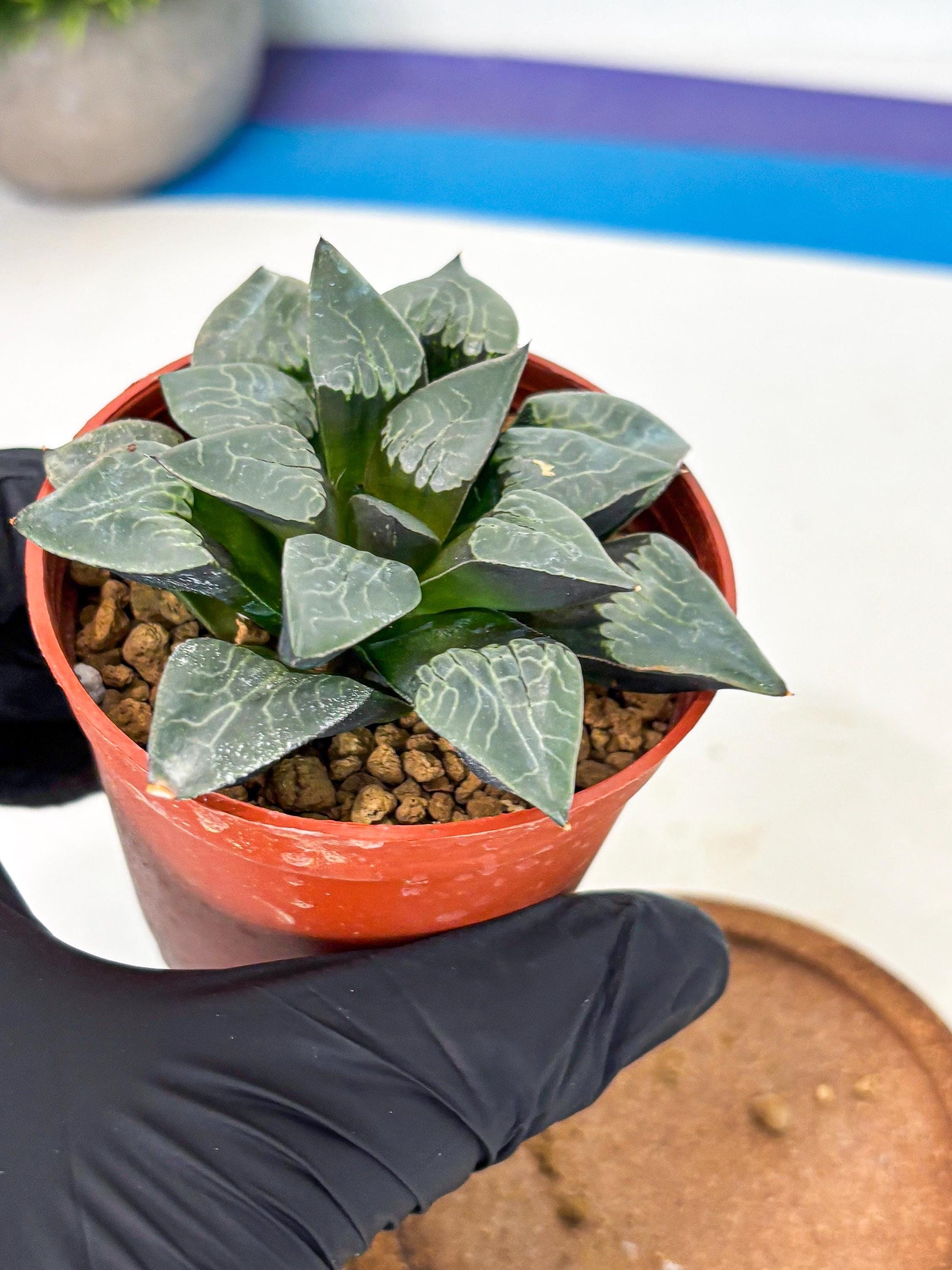 Haworthia Muke (wa5) (b15) | Rare Import