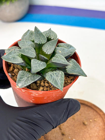 Haworthia Muke (wa5) (b15) | Rare Import