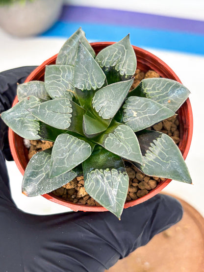 Haworthia Muke (wa5) (b15) | Rare Import