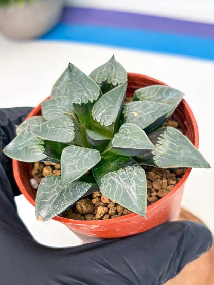 Haworthia Muke (wa5) (b15) | Rare Import