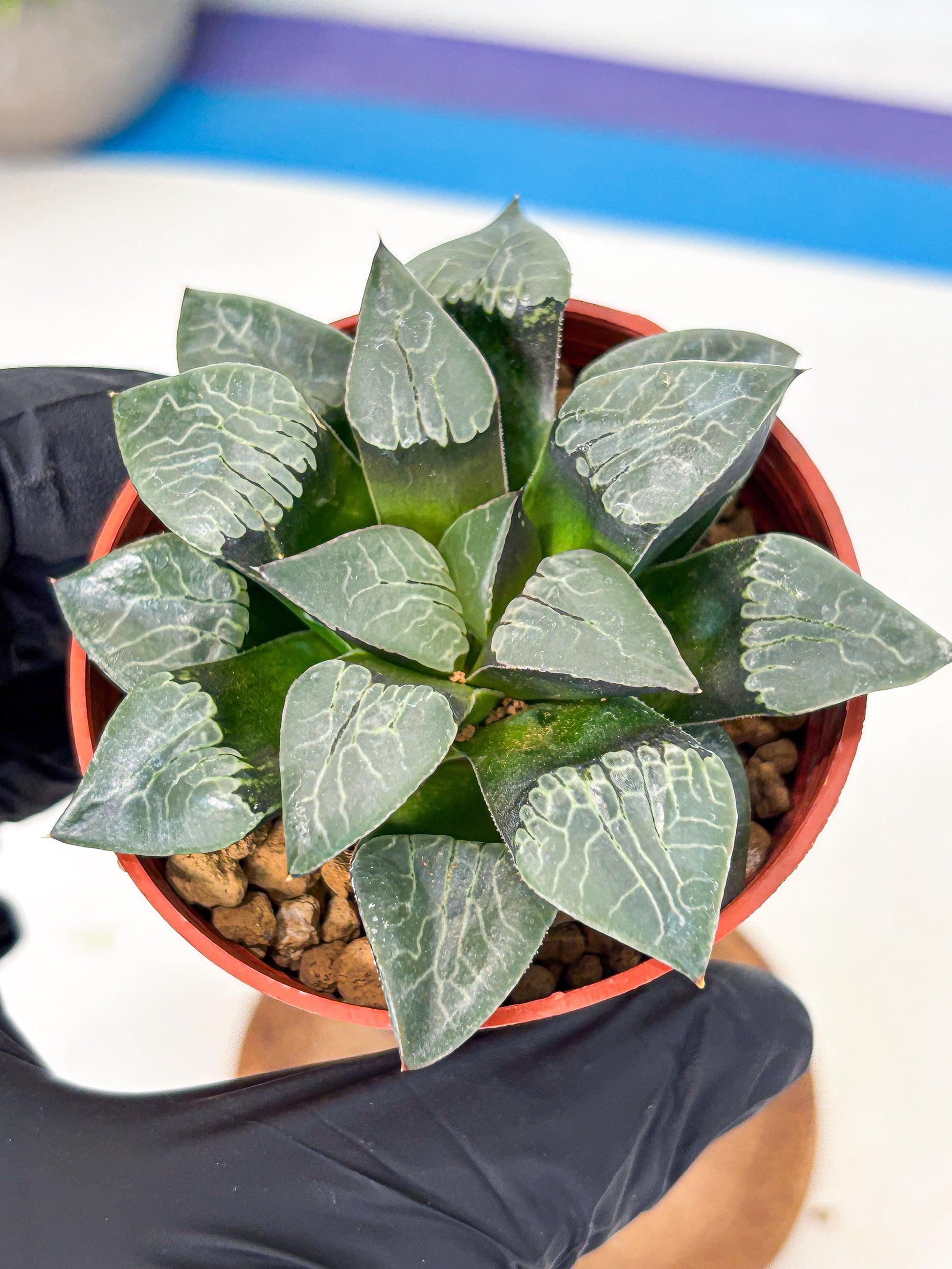Haworthia Muke (wa5) (b16) | Rare Import