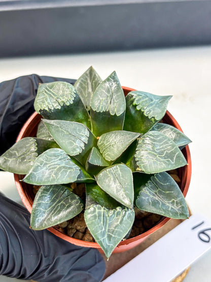 Haworthia Muke (wa5) (b16) | Rare Import