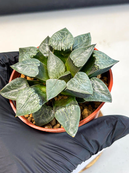 Haworthia Muke (wa5) (b16) | Rare Import