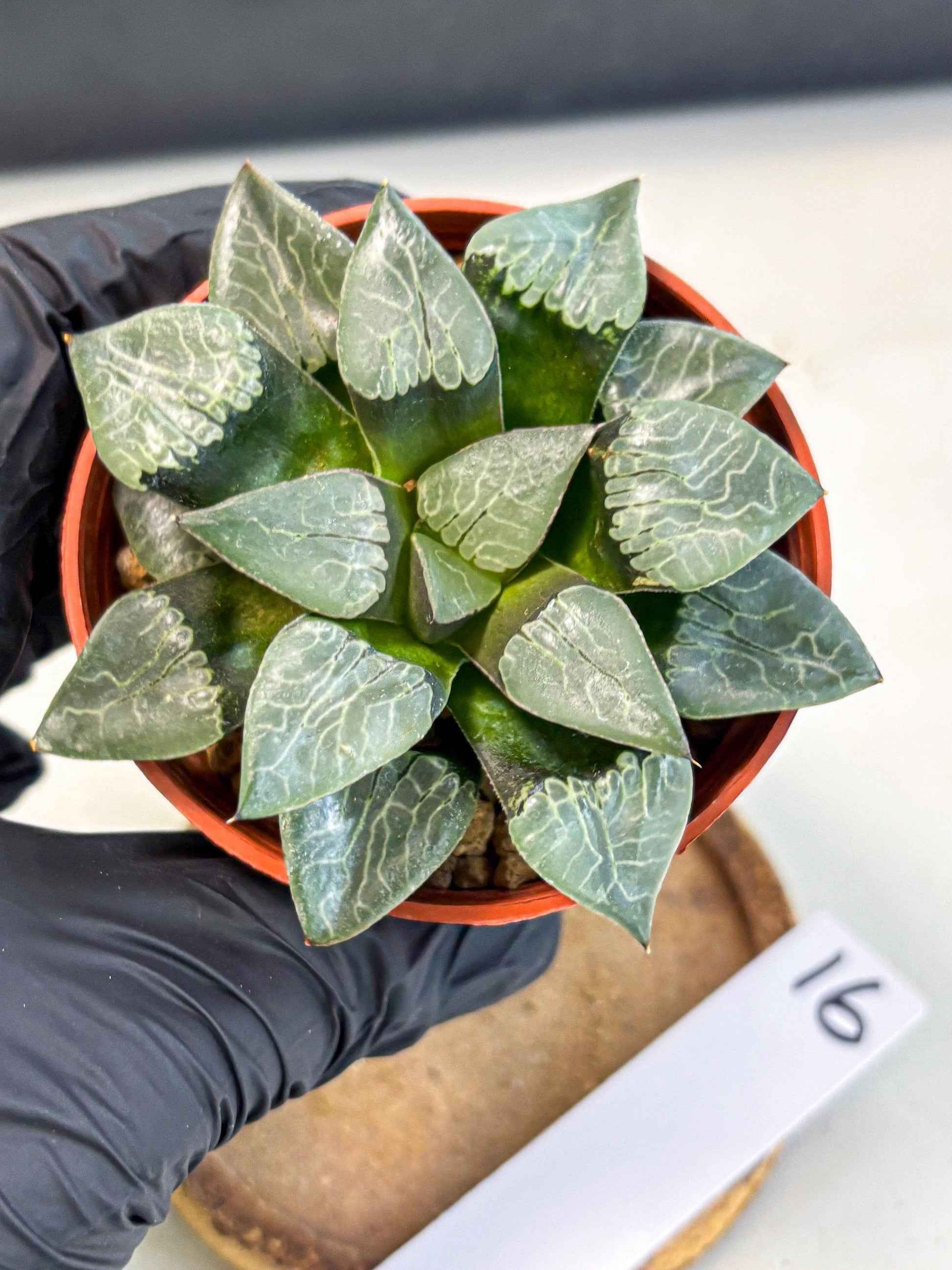 Haworthia Muke (wa5) (b16) | Rare Import