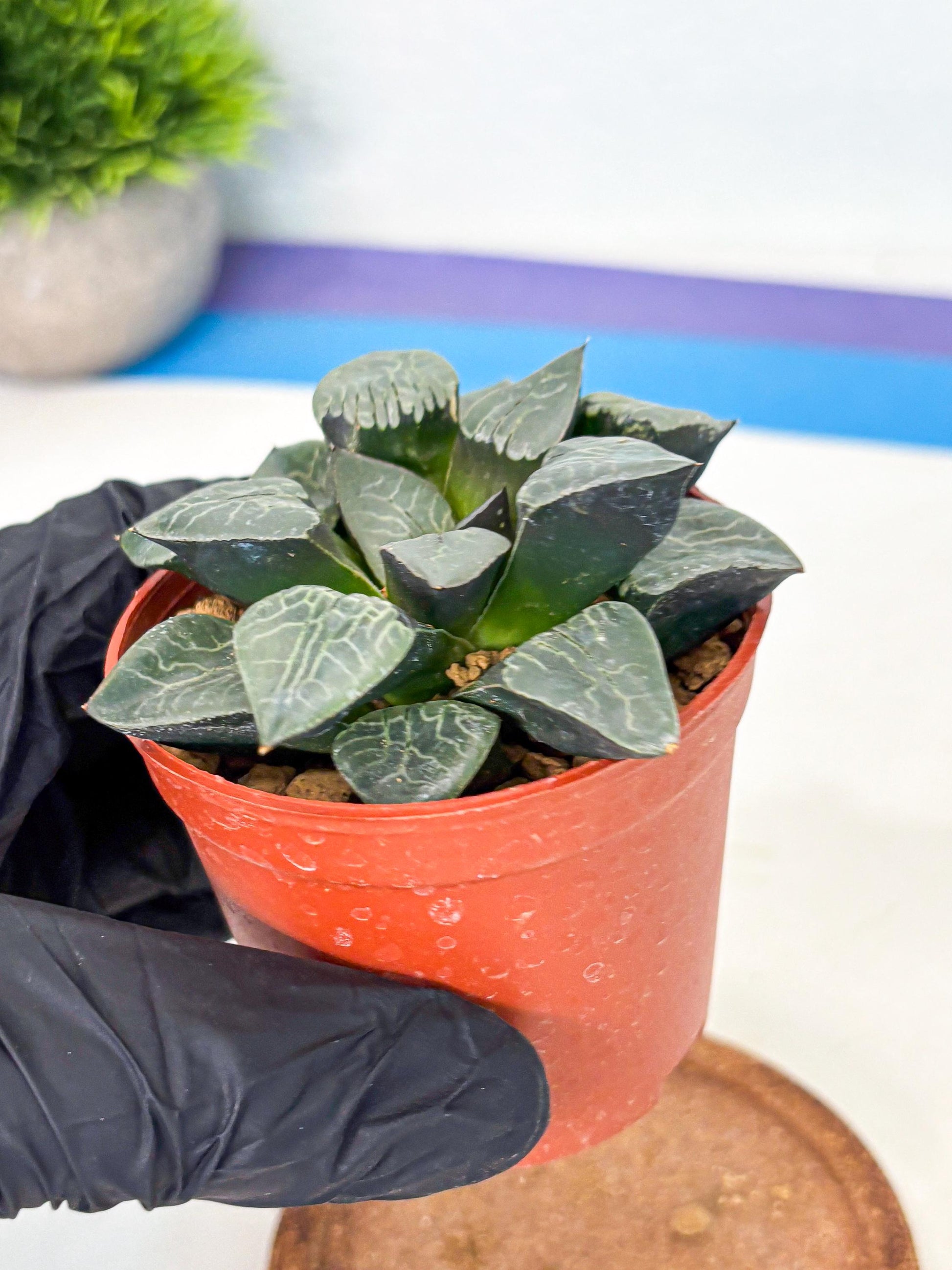 Haworthia Muke (wa5) (b16) | Rare Import