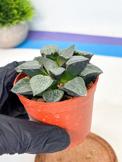 Haworthia Muke (wa5) (b16) | Rare Import