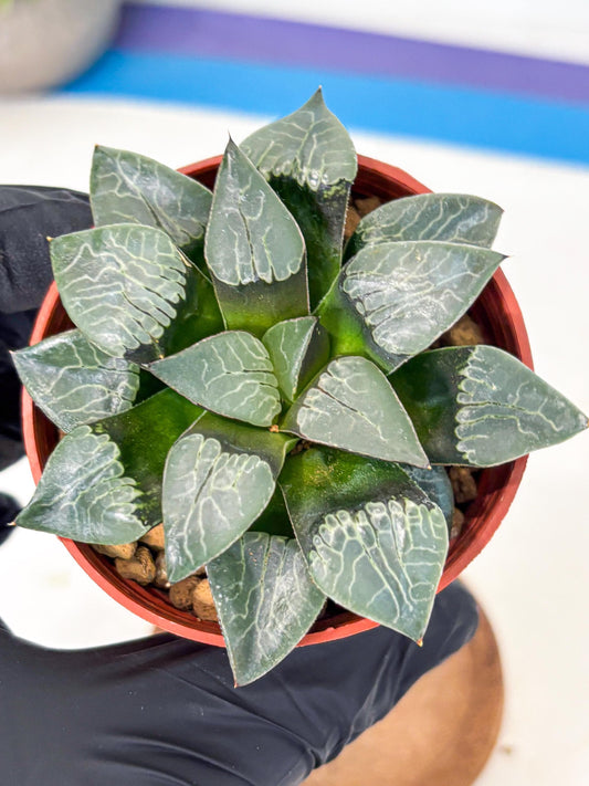 Haworthia Muke (wa5) (b16) | Rare Import