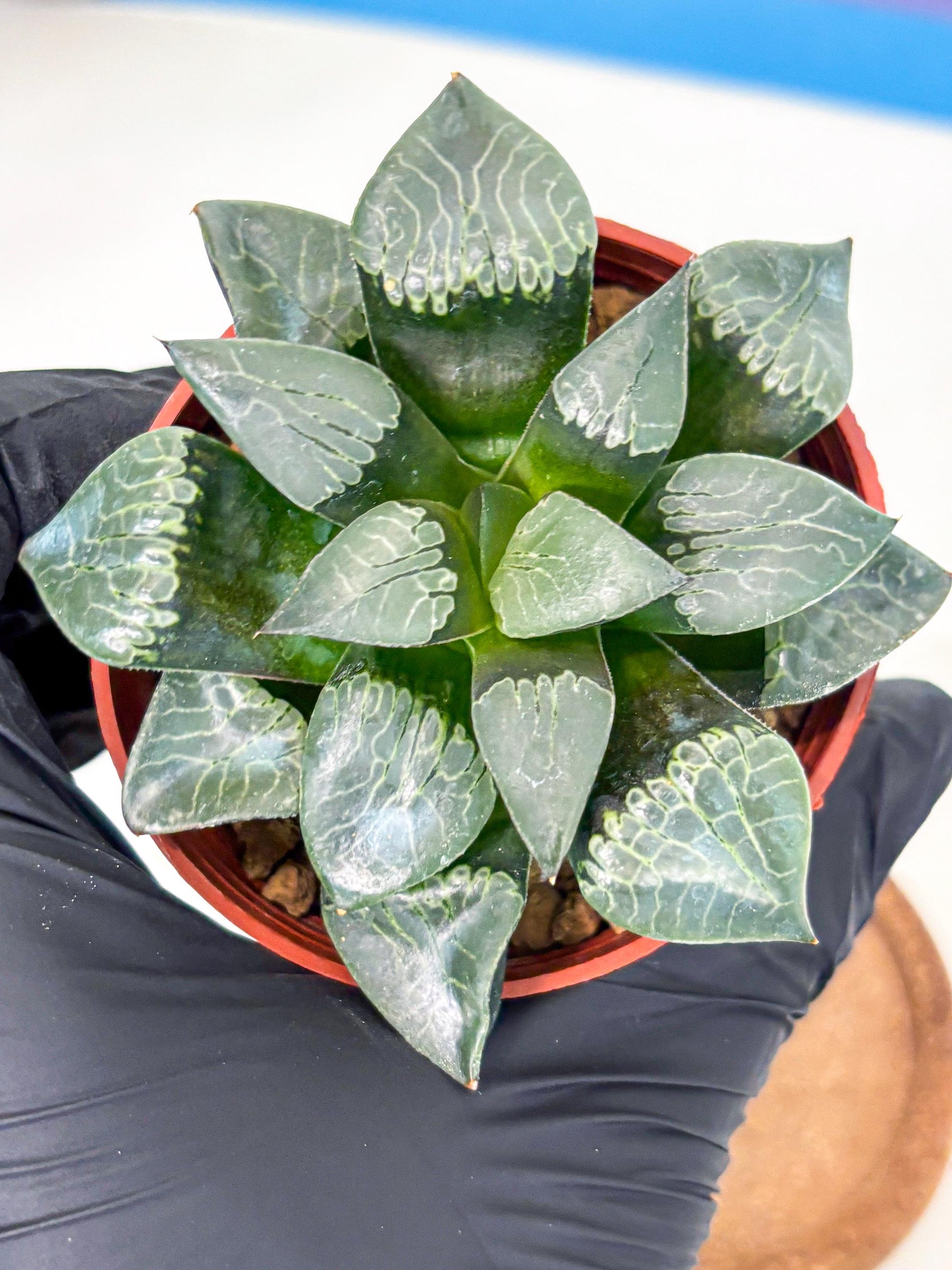 Haworthia Muke (wa5) (b17) | Rare Import