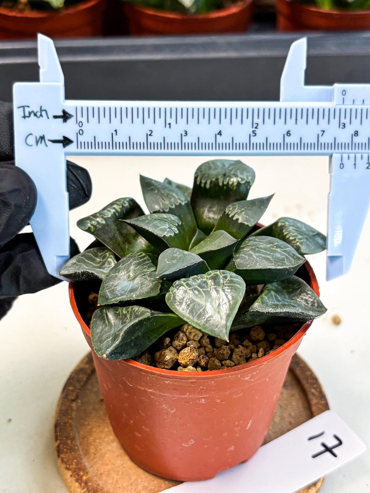 Haworthia Muke (wa5) (b17) | Rare Import