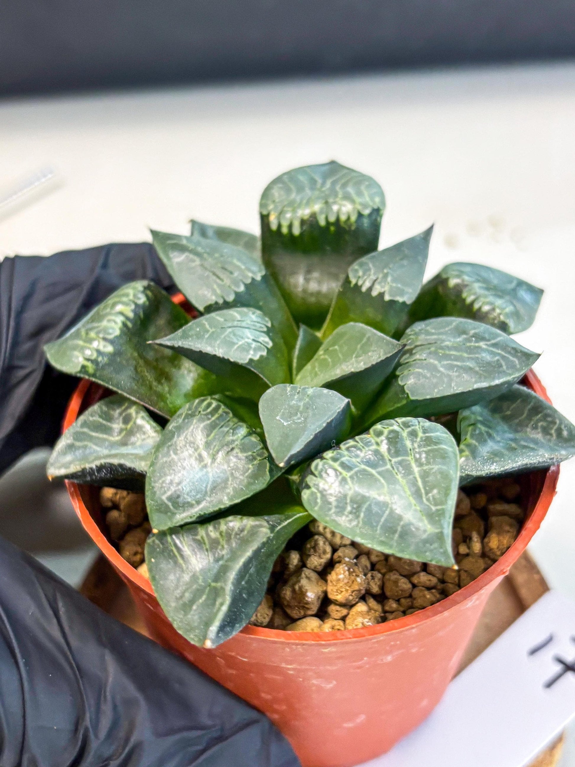 Haworthia Muke (wa5) (b17) | Rare Import