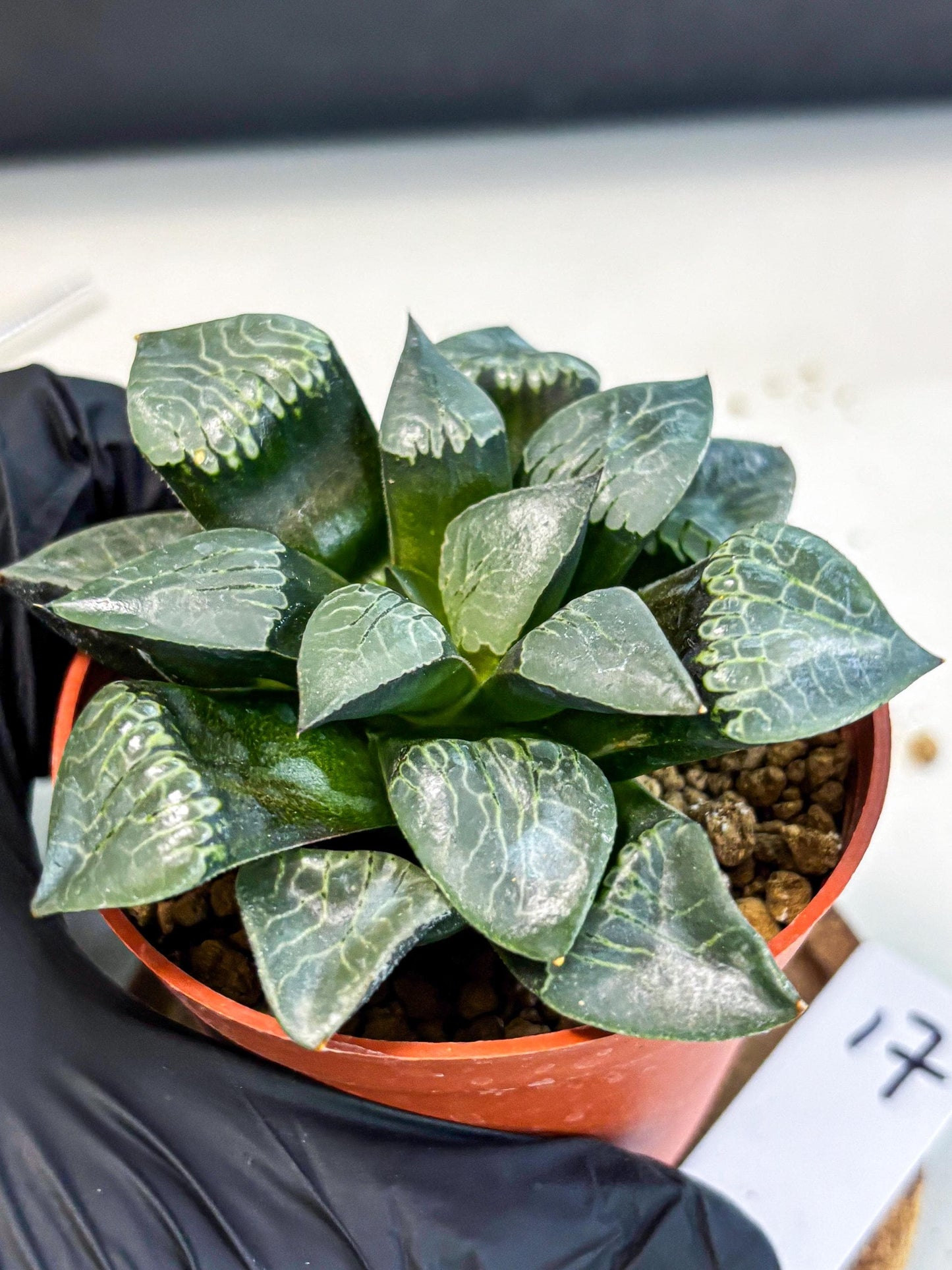 Haworthia Muke (wa5) (b17) | Rare Import
