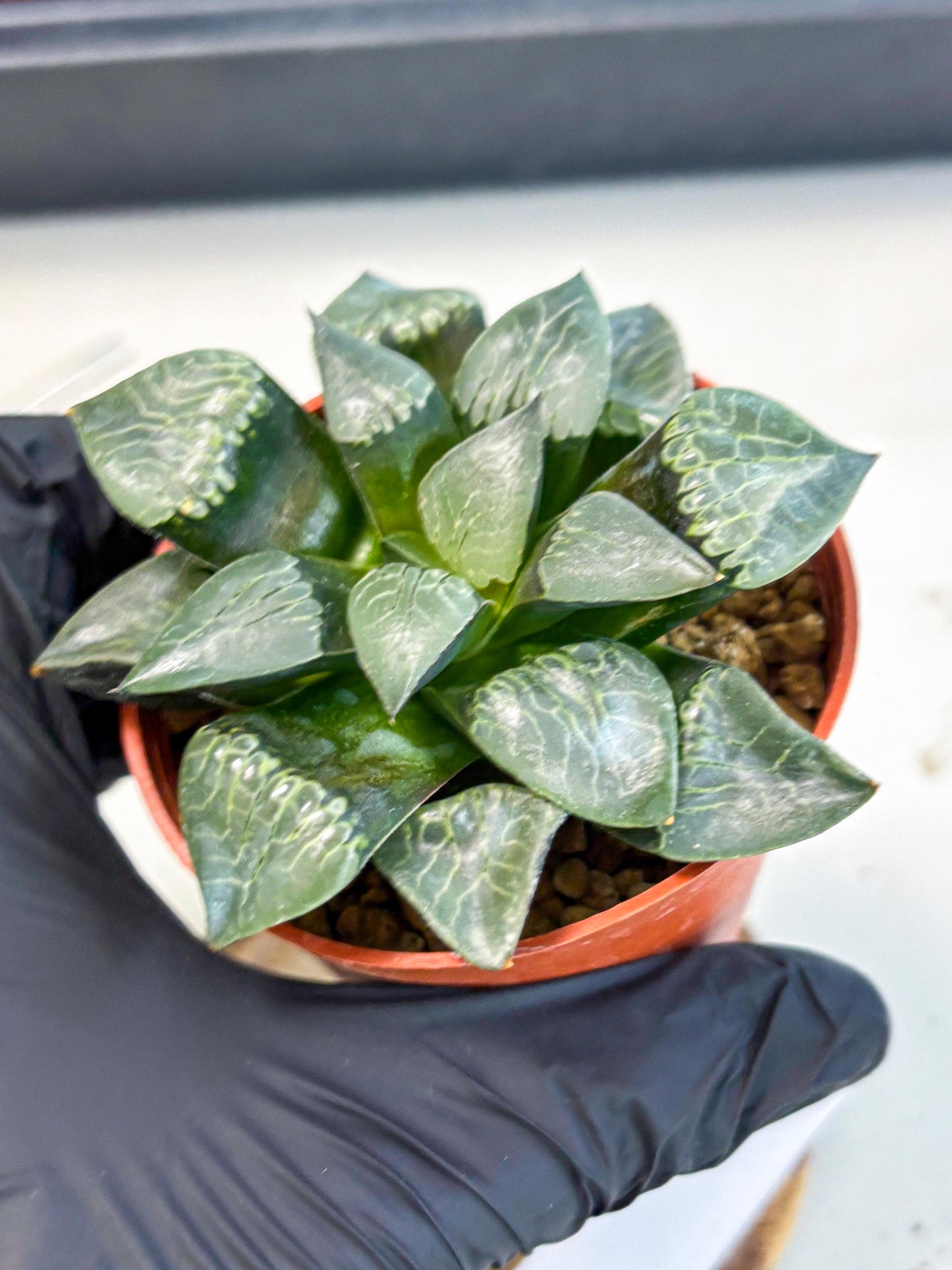 Haworthia Muke (wa5) (b17) | Rare Import