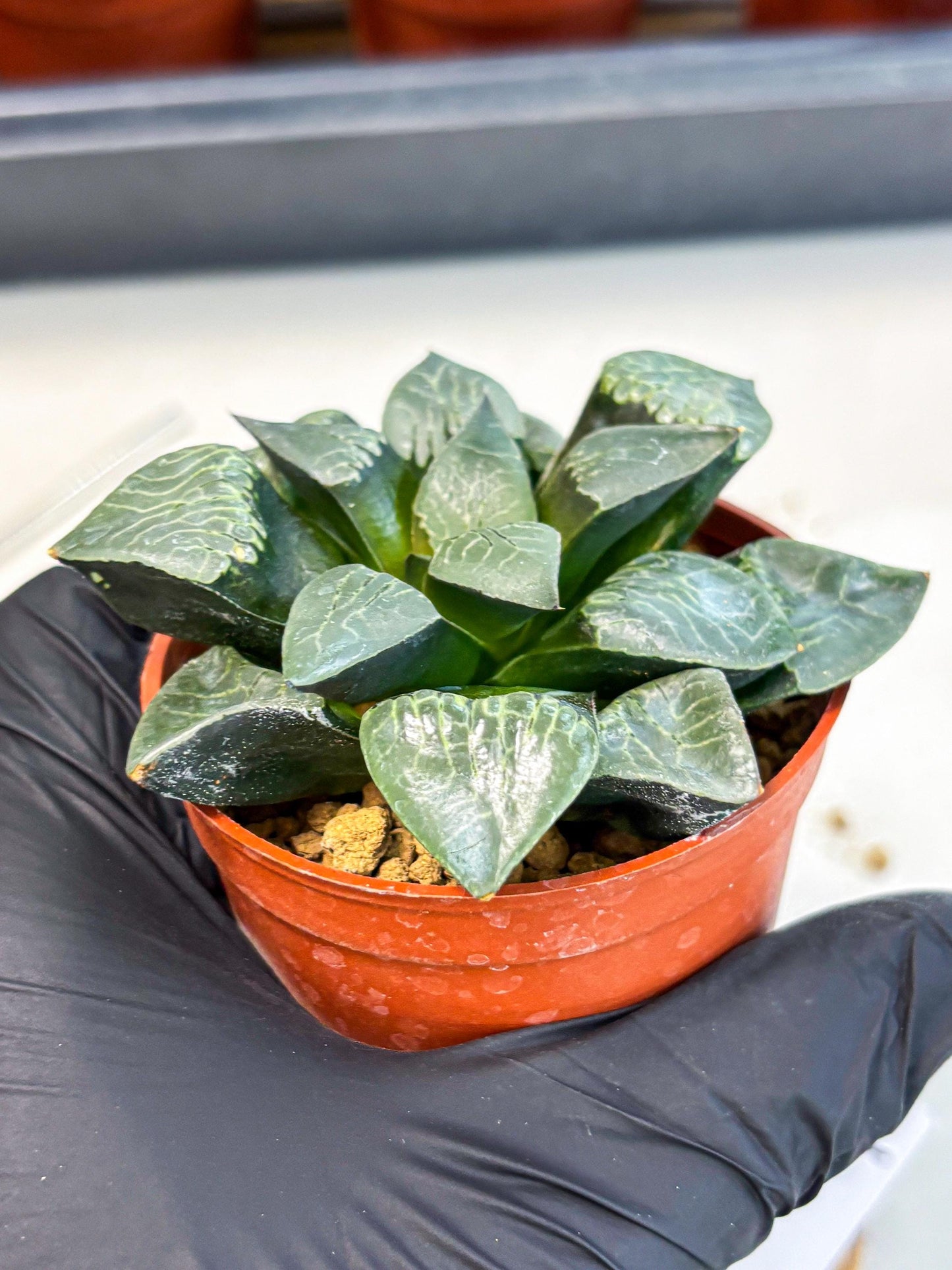 Haworthia Muke (wa5) (b17) | Rare Import