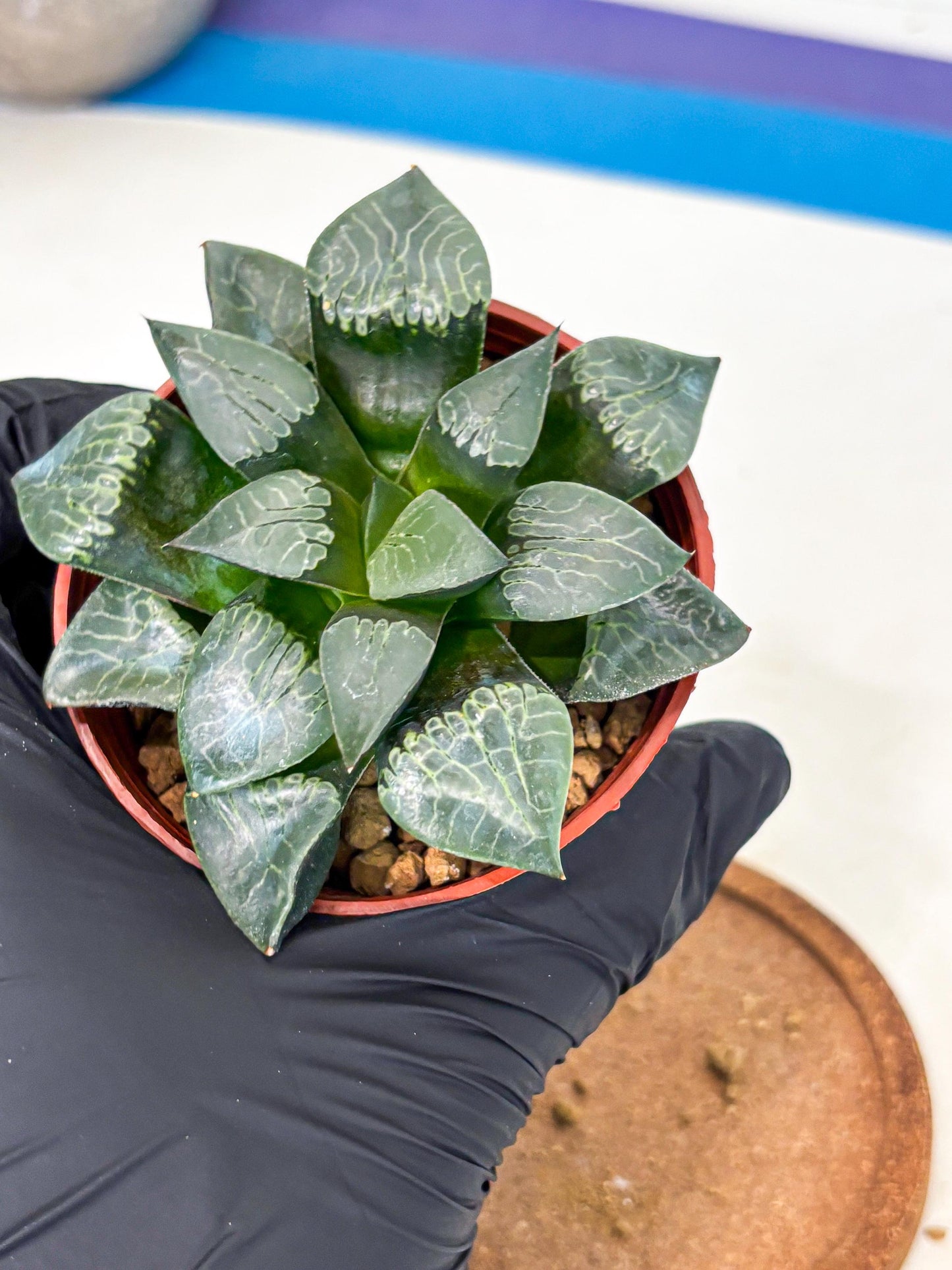 Haworthia Muke (wa5) (b17) | Rare Import