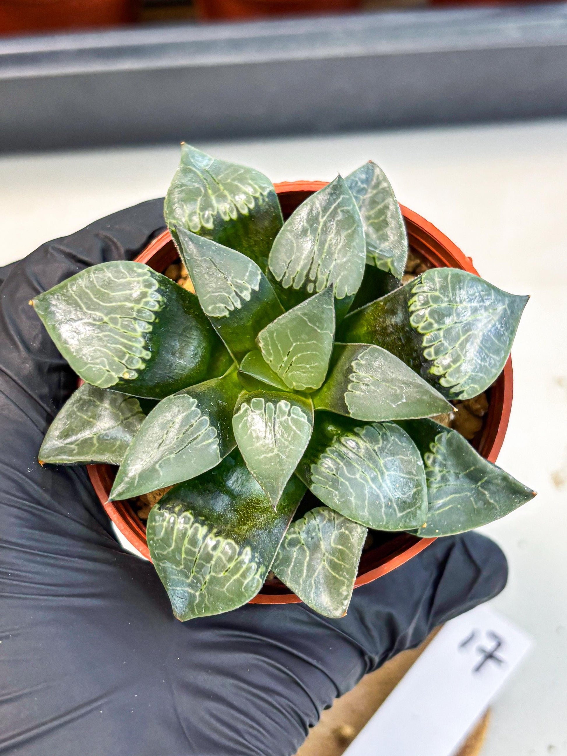 Haworthia Muke (wa5) (b17) | Rare Import