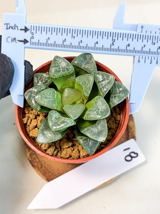 Haworthia Xiangyun (wa5) (b18) | Rare Import