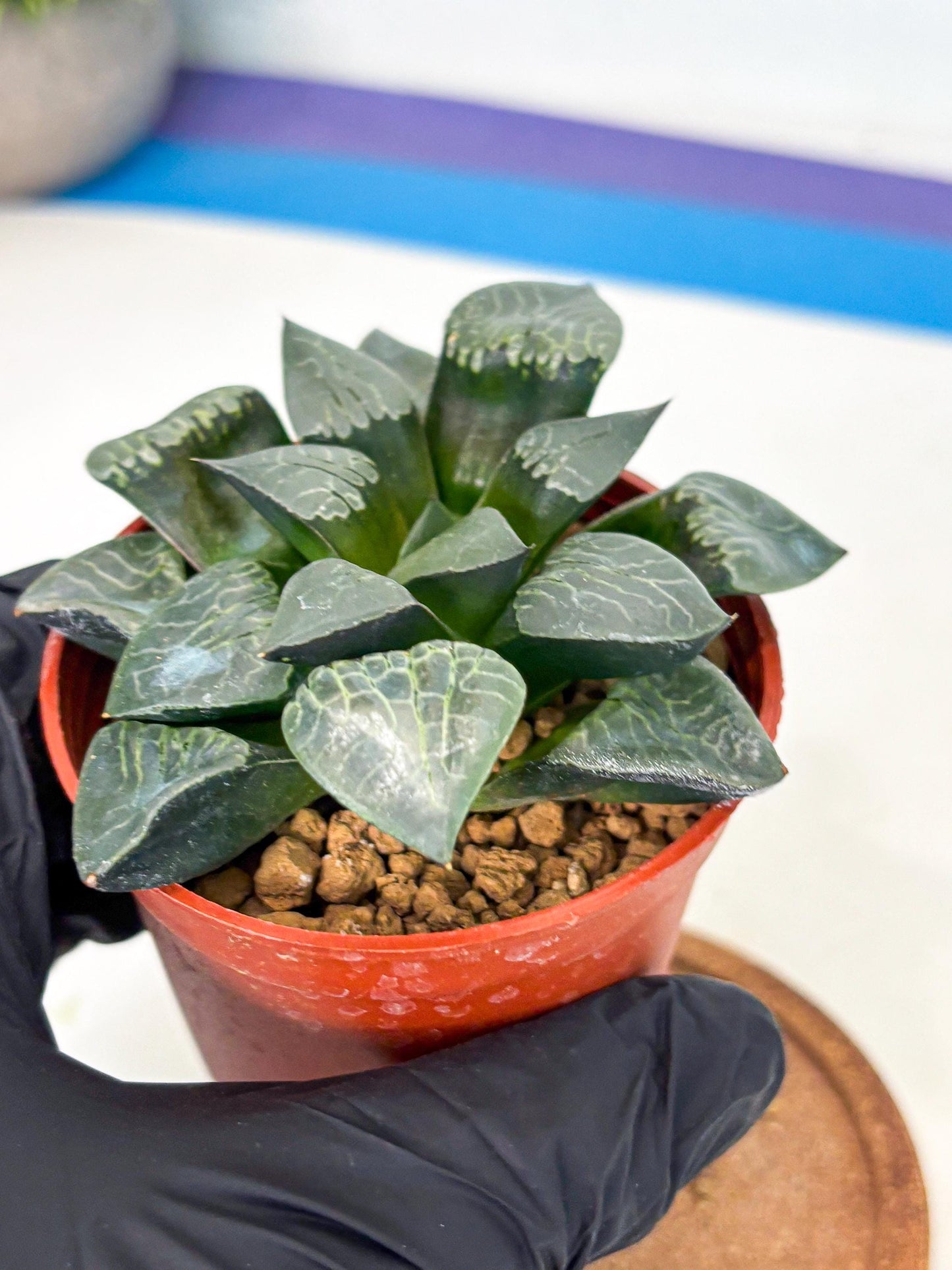 Haworthia Muke (wa5) (b17) | Rare Import
