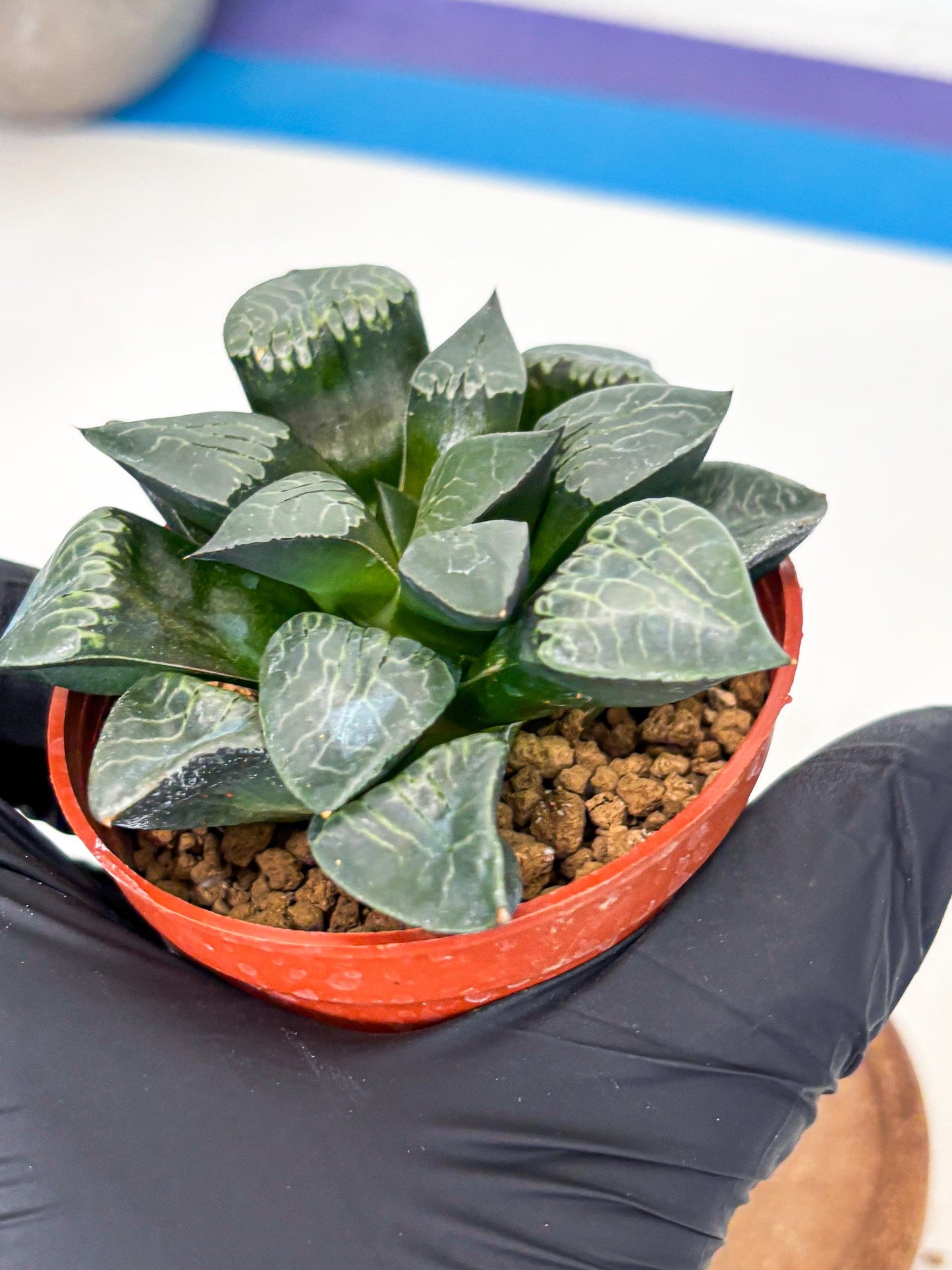 Haworthia Muke (wa5) (b17) | Rare Import