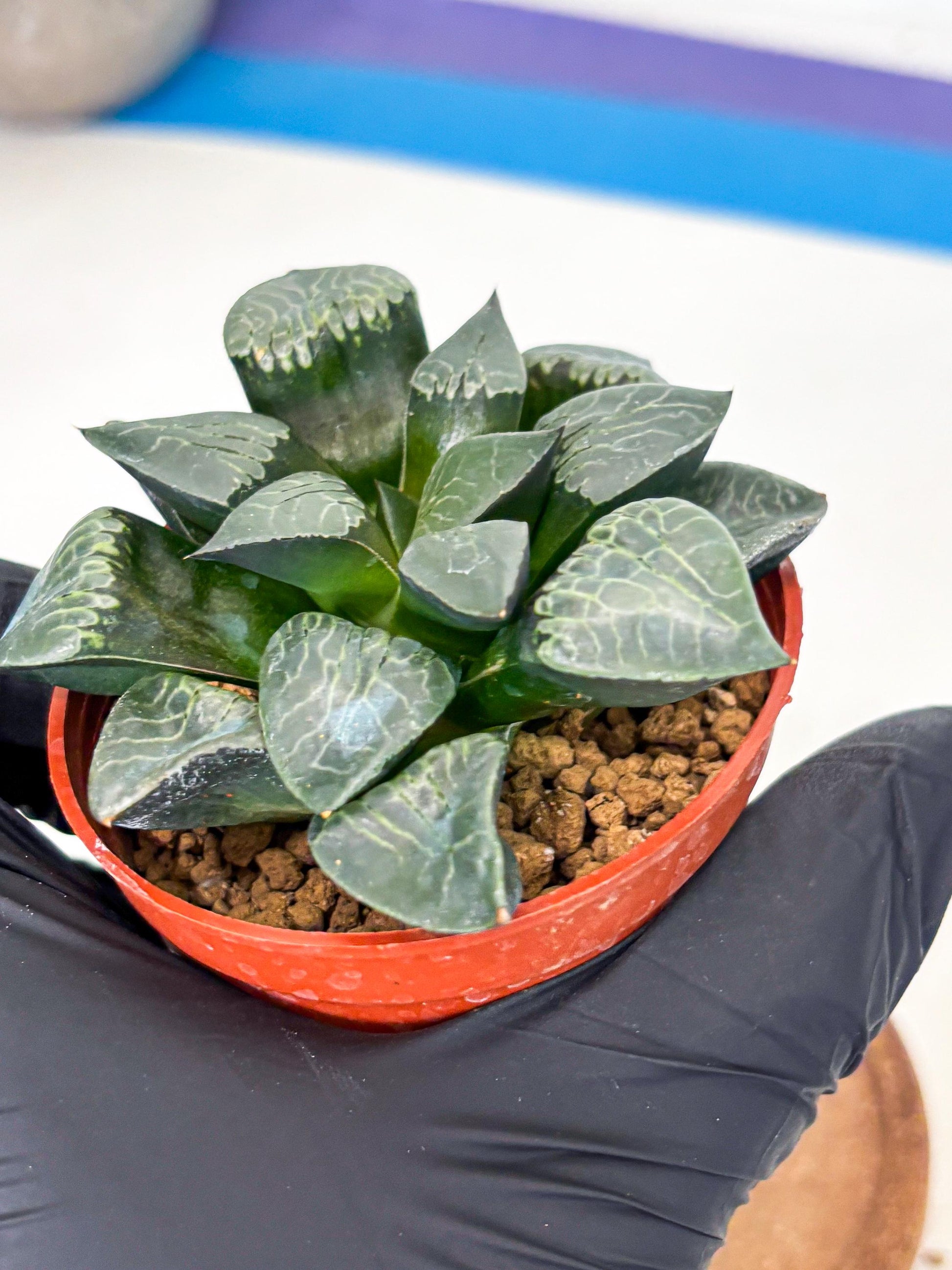 Haworthia Muke (wa5) (b17) | Rare Import