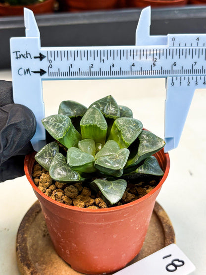 Haworthia Xiangyun (wa5) (b18) | Rare Import