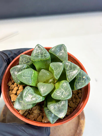 Haworthia Xiangyun (wa5) (b18) | Rare Import