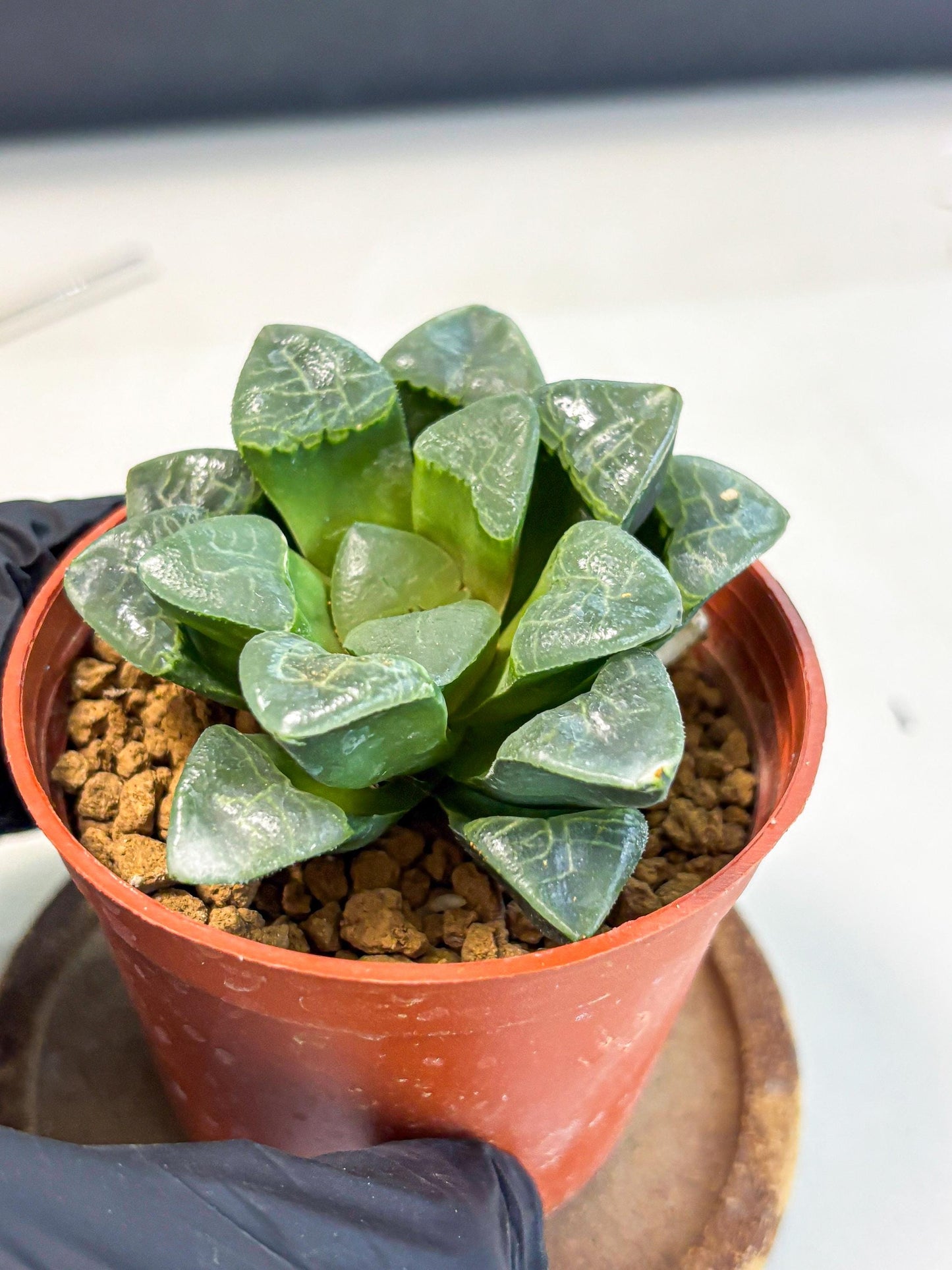 Haworthia Xiangyun (wa5) (b18) | Rare Import