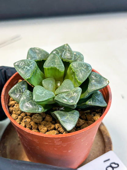 Haworthia Xiangyun (wa5) (b18) | Rare Import