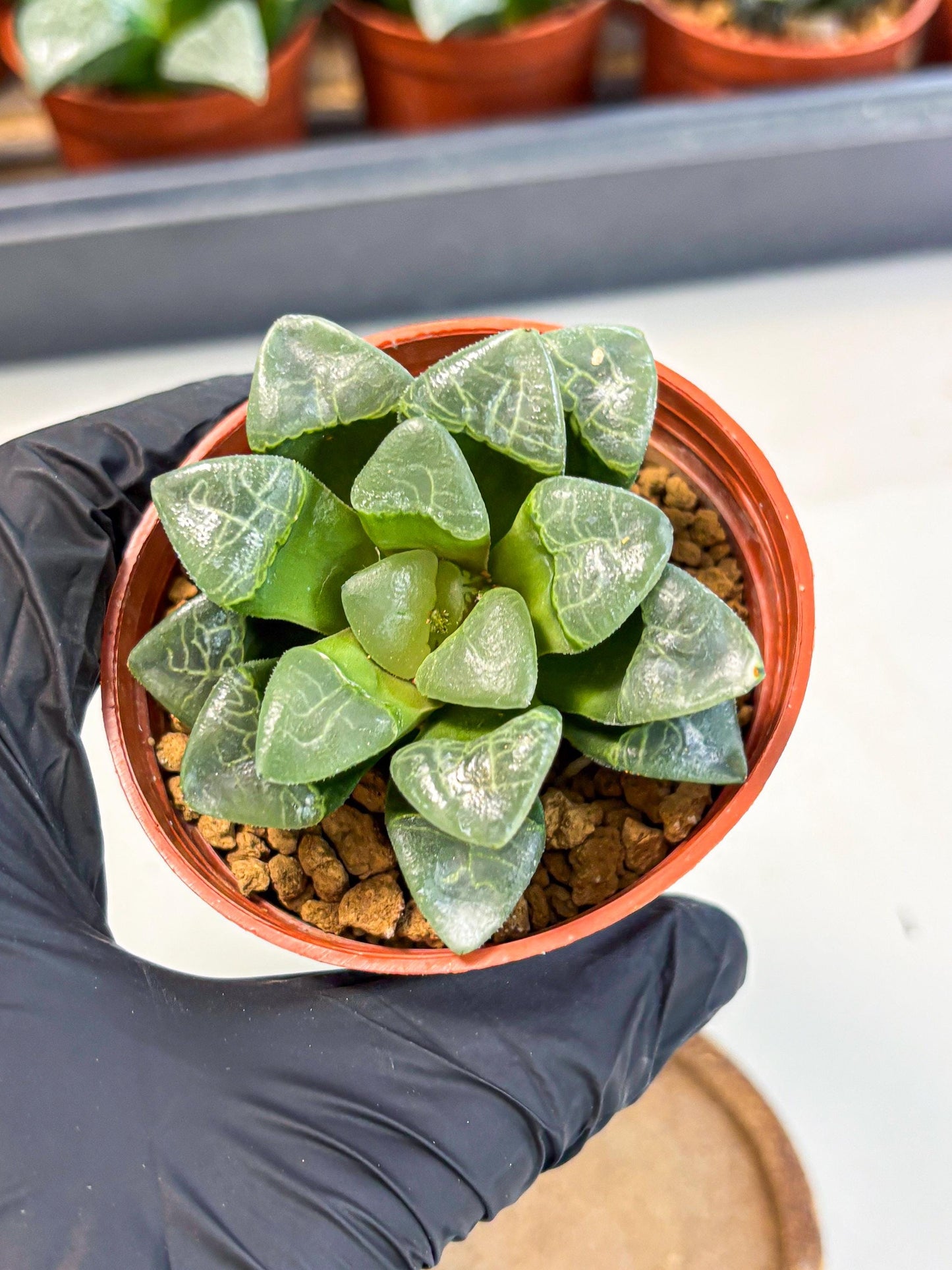 Haworthia Xiangyun (wa5) (b18) | Rare Import
