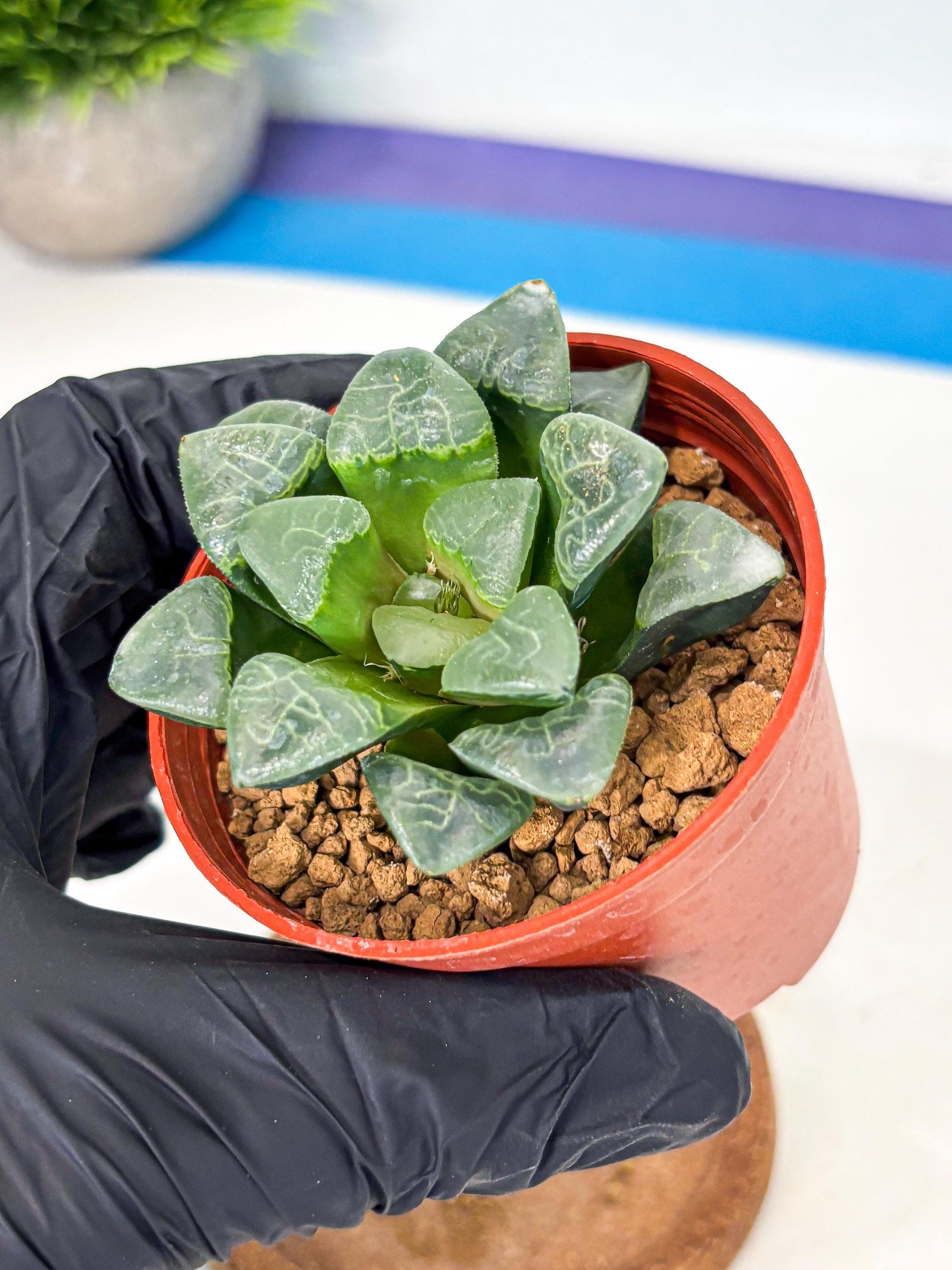 Haworthia Xiangyun (wa5) (b18) | Rare Import