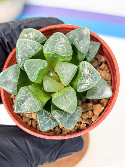 Haworthia Xiangyun (wa5) (b18) | Rare Import