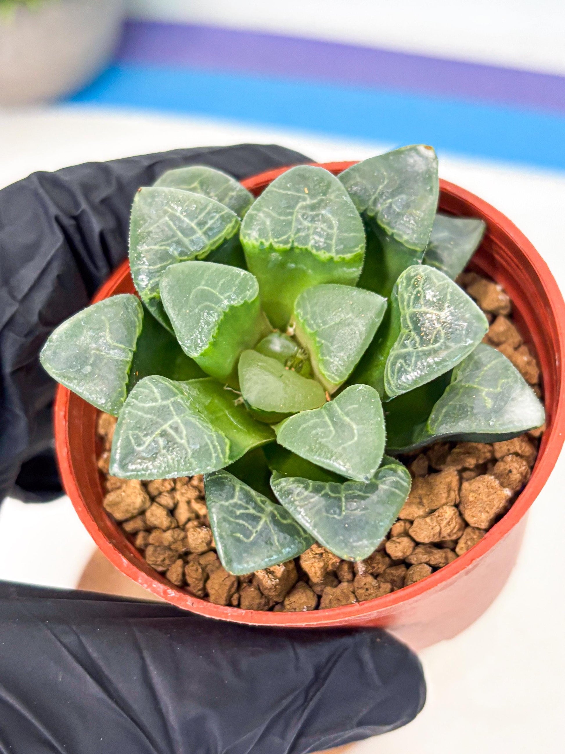 Haworthia Xiangyun (wa5) (b18) | Rare Import