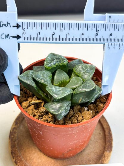Haworthia Xiangyun (wa5) (p12) | Rare Import