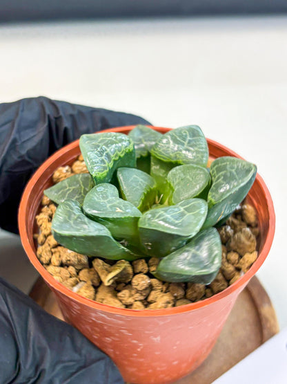 Haworthia Xiangyun (wa5) (p12) | Rare Import