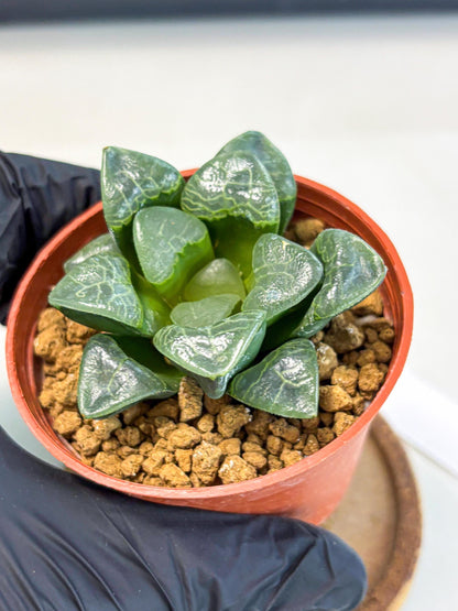 Haworthia Xiangyun (wa5) (p12) | Rare Import