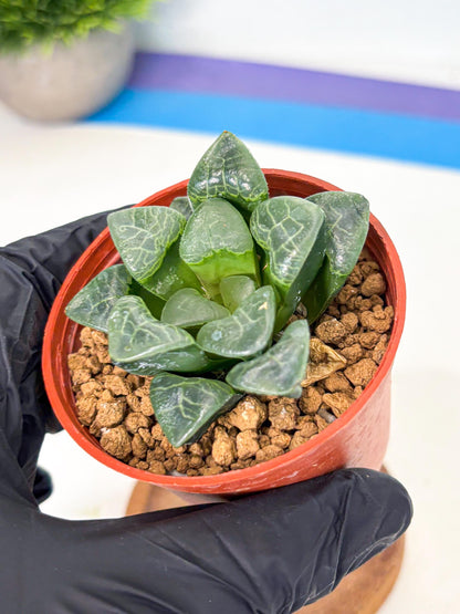 Haworthia Xiangyun (wa5) (p12) | Rare Import