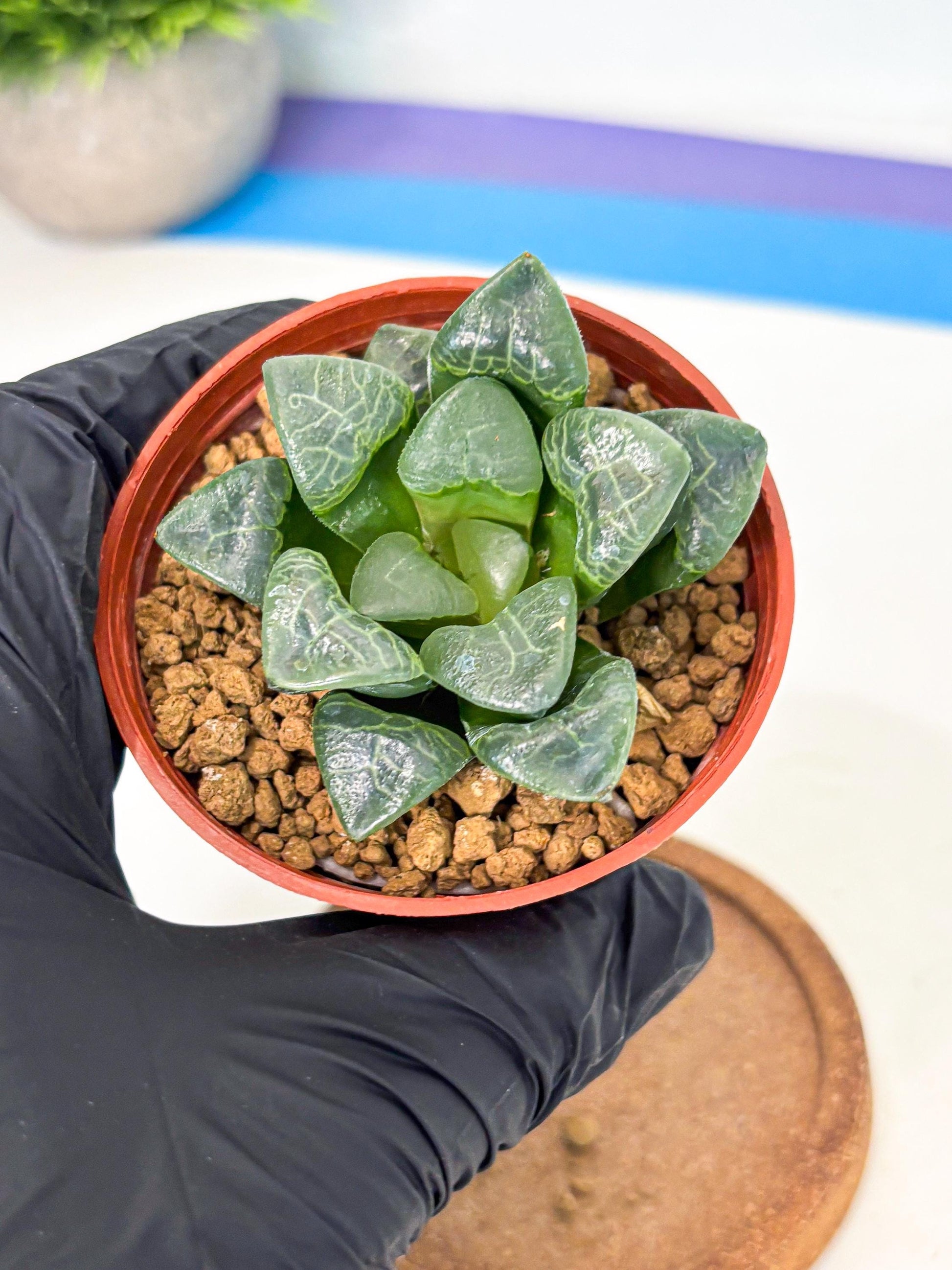 Haworthia Xiangyun (wa5) (p12) | Rare Import