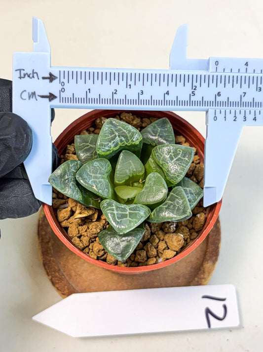 Haworthia Xiangyun (wa5) (p12) | Rare Import