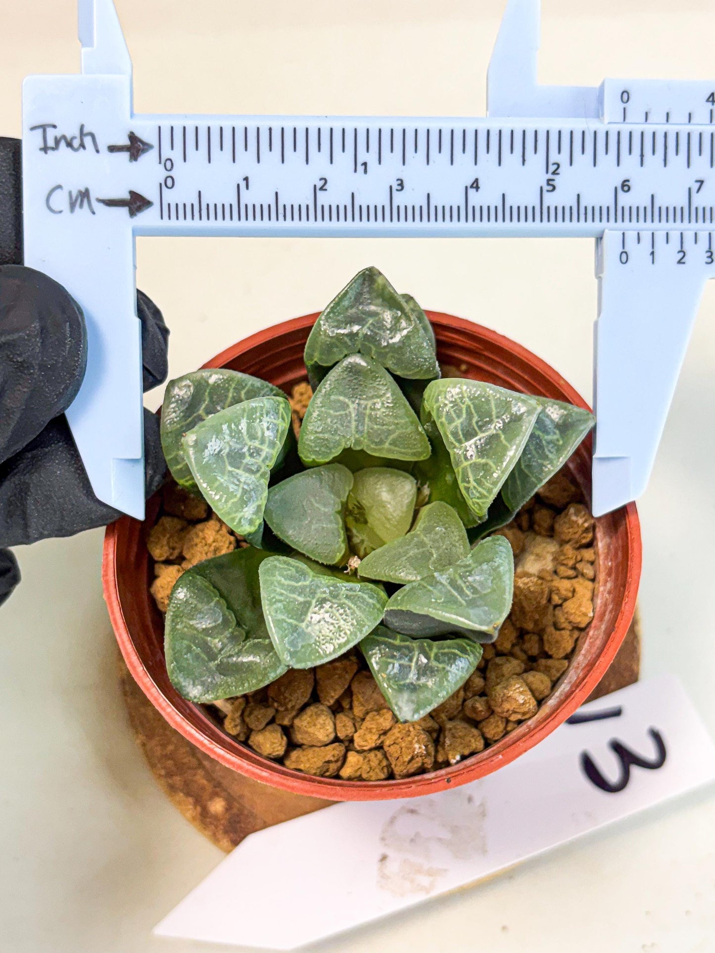 Haworthia Xiangyun (wa5) (p13) | Rare Import